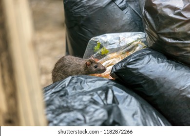 Eine Ratte geht auf einer Müllkippe, um Essen zu essen. Stinkig und feucht. Selektiver Fokus.