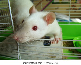 rat white pet in cage close-up photo