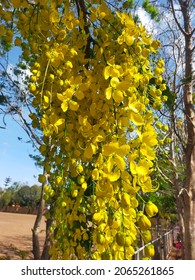 Ratchaphruek, The National Flower Of Thailand