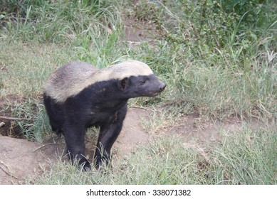 ratel