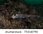 Ratfish (Hydrolagus colliei) swims through the cold Pacific Northwest waters of the Puget Sound.