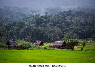 Rathnapura, Sri Lanka Paddy Field And A Gem Mining Place. 