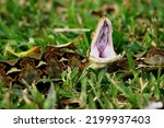 Raticulatus Python Snake on the grass