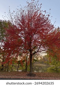  Ratify tree color in the fall
