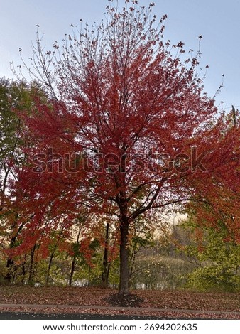  Ratify tree color in the fall