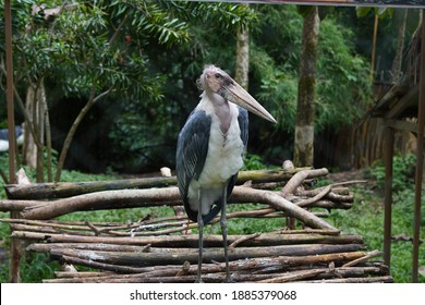 Ratite Bird, Close Up On Ancient Cassowary Bird Face, Ratite Relative, The Ostrich