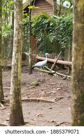 Ratite Bird, Close Up On Ancient Cassowary Bird Face, Ratite Relative, The Ostrich