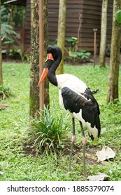 Ratite Bird, Close Up On Ancient Cassowary Bird Face, Ratite Relative, The Ostrich