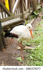 Ratite Bird, Close Up On Ancient Cassowary Bird Face, Ratite Relative, The Ostrich