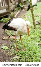 Ratite Bird, Close Up On Ancient Cassowary Bird Face, Ratite Relative, The Ostrich