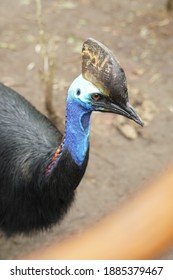 Ratite Bird, Close Up On Ancient Cassowary Bird Face, Ratite Relative, The Ostrich