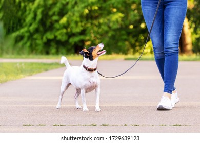 Ratonero Bodeguero Andaluz dog walking in the park with its owner - Shutterstock ID 1729639123