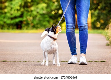 Ratonero Bodeguero Andaluz  -Jack Russel terrier near her owner legs in the parc on the grass - Shutterstock ID 1724806669