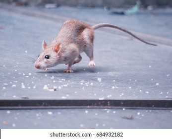 Rats are eating rice from a halt panic, scattering.