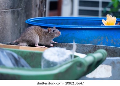 The Rats Are Eating In The Trash In The Big City.