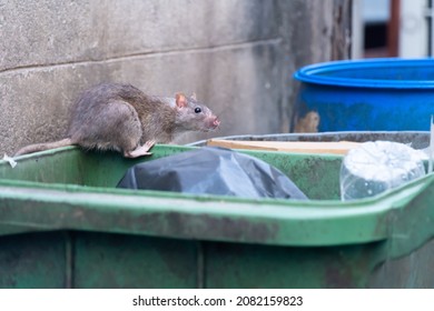 The rats are eating in the trash in the big city.