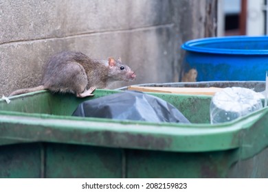 The Rats Are Eating In The Trash In The Big City.