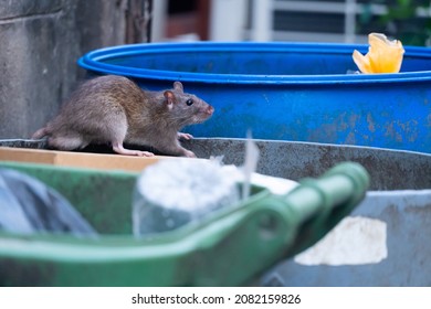 The Rats Are Eating In The Trash In The Big City.