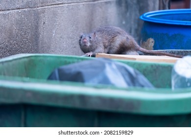 The Rats Are Eating In The Trash In The Big City.