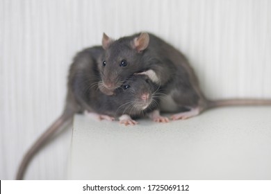 Rats Family. Two Gray Rats Together