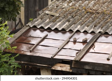 Rats On Asbestos  Roof 