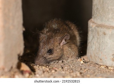 Rats settle in the house