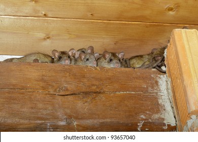 Rats Shed Stock Photo Edit Now 93657040