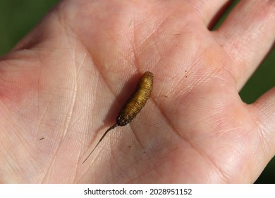 Rat-tailed Maggot In A Hand