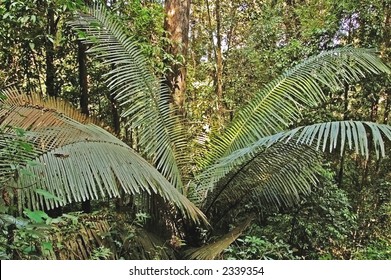 Rattan Palm In A Forest In Thailand