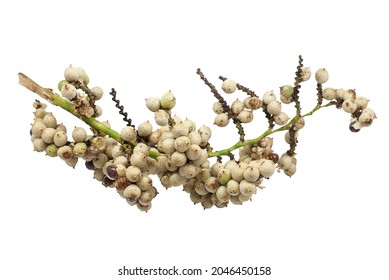 Rattan Palm Fruit Isolated On White Background