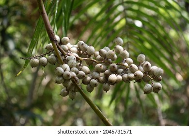 Rattan Palm Fruits - Stock Photo