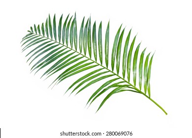 Rattan Palm Green Leaf. Isolated On A White.