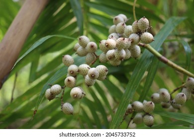 Rattan Palm Seed Rattan Fruit Palm Stock Images.