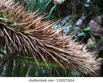 34 Calamus Caesius Blume Images, Stock Photos & Vectors | Shutterstock