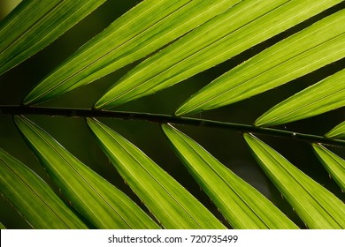 Rattan Or Ratan Leaves, Thailand.