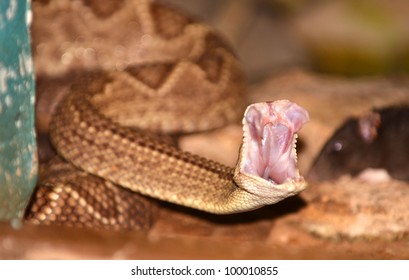 A Rattle Snake Attack, Frozen In Time. The Jaws Are Wide Open As The Snake Attacks And The Fangs Are Starting To Emerge.