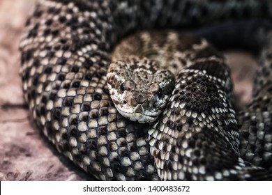 Rattle Snake In Attack Position Looking To Strike.