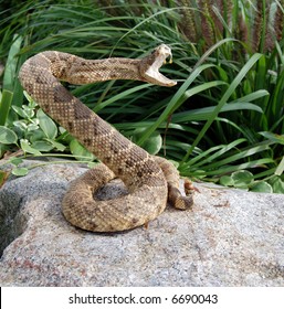 Rattle Snake Coiled For Attack