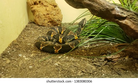 Rattle Snake In Enclosure With Natural Decorations