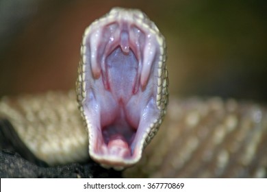 anaconda teeth