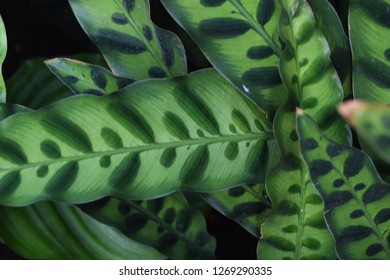 Rattle Snake Plant (Calathea Insignis )