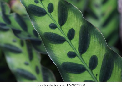 Rattle Snake Plant (Calathea Insignis )