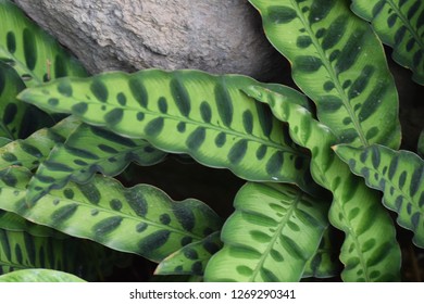 Rattle Snake Plant (Calathea Insignis )