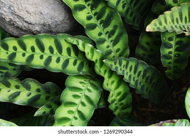 Rattle Snake Plant (Calathea Insignis )