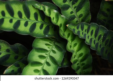 Rattle Snake Plant (Calathea Insignis )