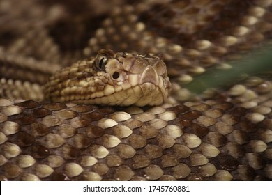 237 Snake rolled up Images, Stock Photos & Vectors | Shutterstock