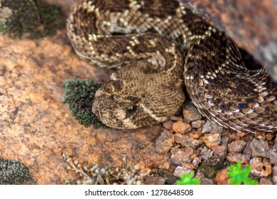 Rattle Snake In Wichita Mountains Oklahoma USA