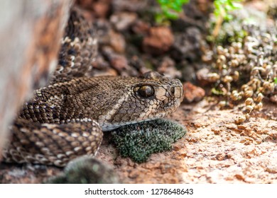 Rattle Snake In Wichita Mountains Oklahoma USA