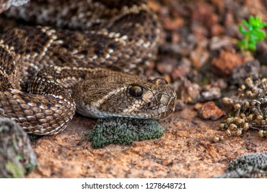 Rattle Snake In Wichita Mountains Oklahoma USA