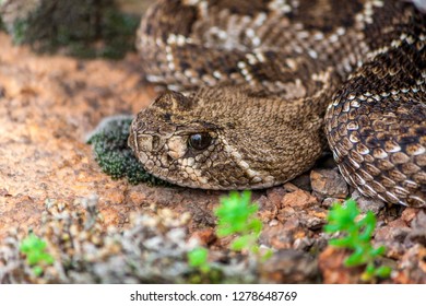 Rattle Snake In Wichita Mountains Oklahoma USA